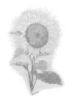 Primavera - particolare