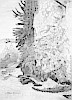 Glicine