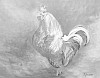 Le Coq